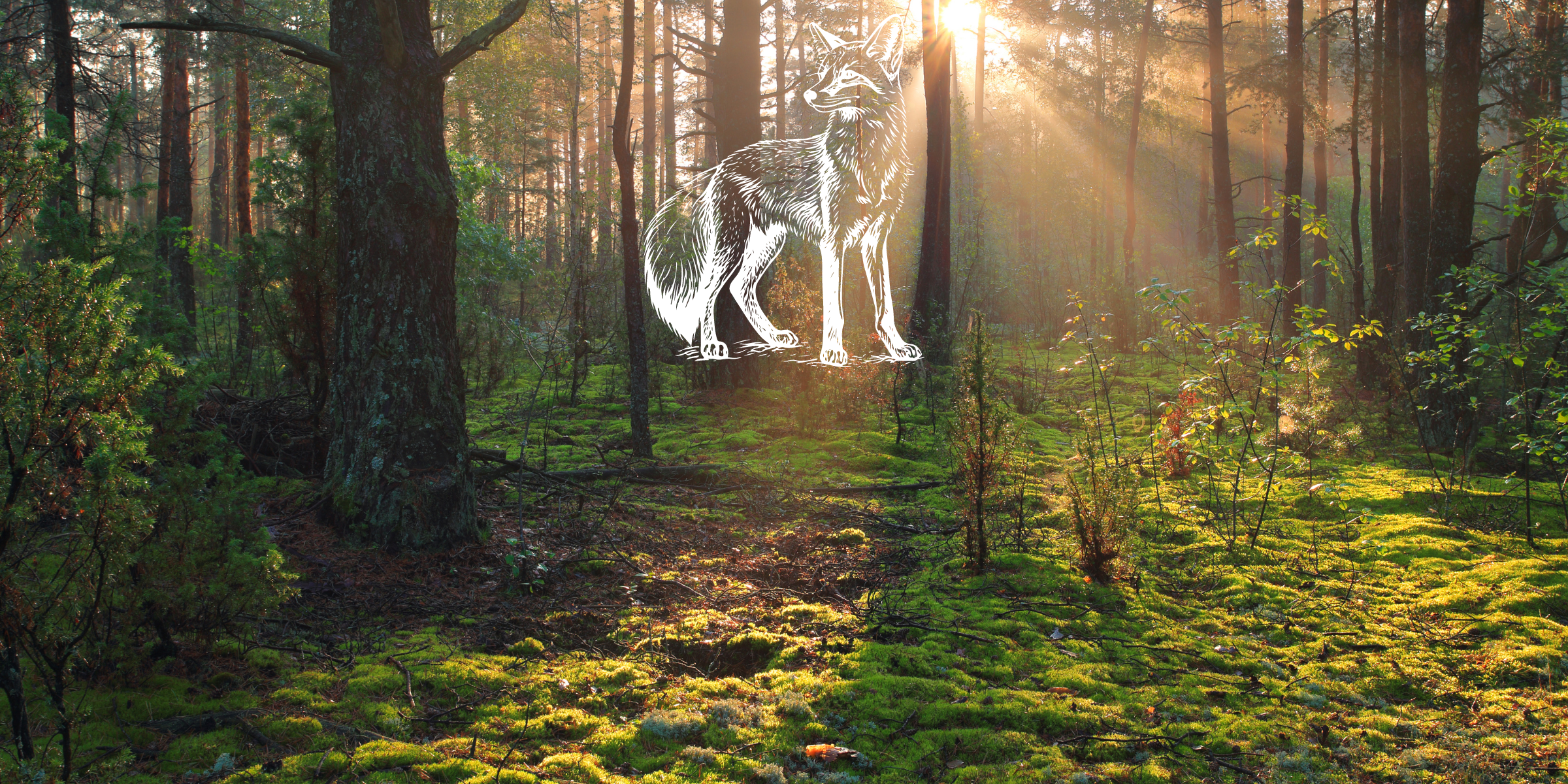 Zoa Story Image